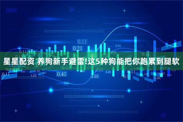 星星配资 养狗新手避雷!这5种狗能把你跑累到腿软