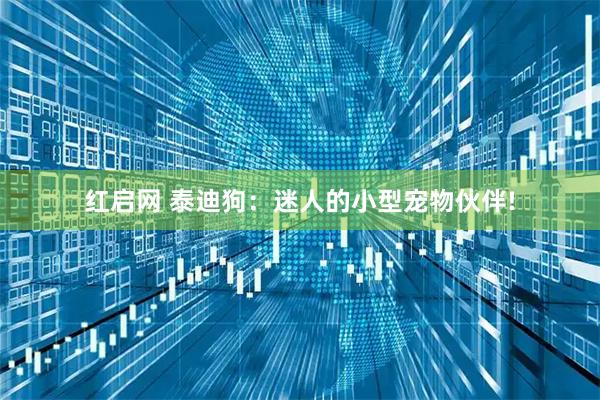 红启网 泰迪狗：迷人的小型宠物伙伴!